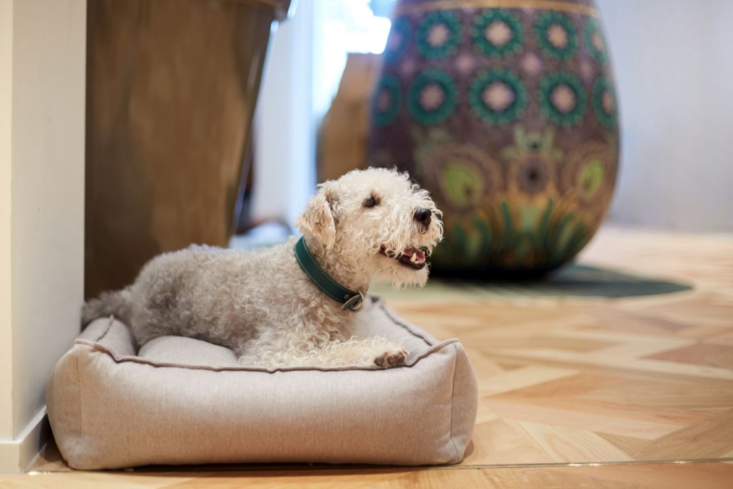 Dog Friendly Hotel in Budapest